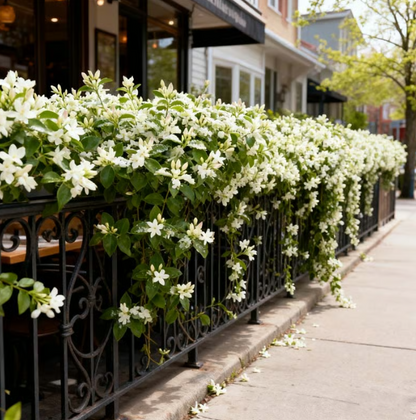 Home Grow Jasmine Flower Seeds (Buy 1 Get 1 Free )