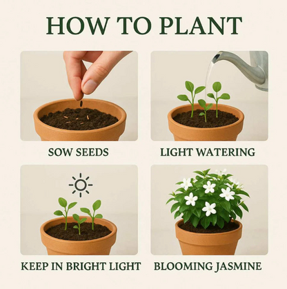 Home Grow Jasmine Flower Seeds (Buy 1 Get 1 Free )