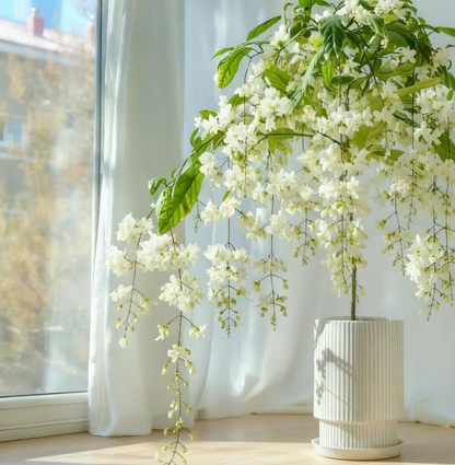 Home Grow Jasmine Flower Seeds (Buy 1 Get 1 Free )