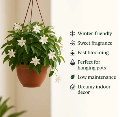 Home Grow Jasmine Flower Seeds (Buy 1 Get 1 Free )