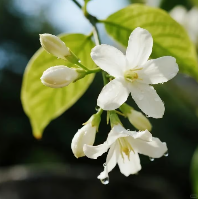 Home Grow Jasmine Flower Seeds (Buy 1 Get 1 Free )
