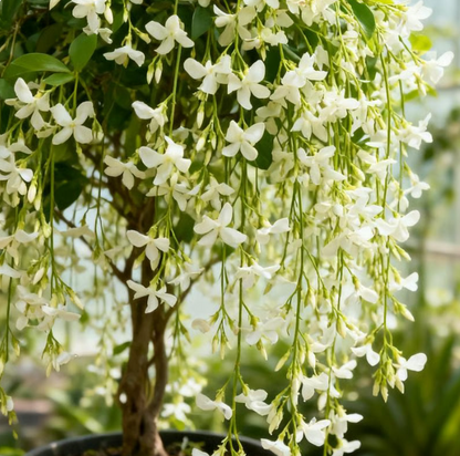 Home Grow Jasmine Flower Seeds (Buy 1 Get 1 Free )