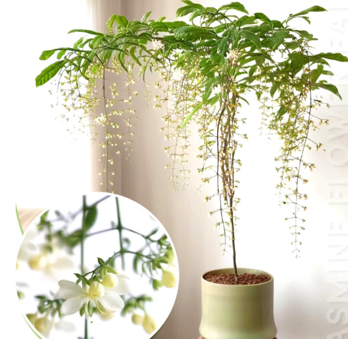 Home Grow Jasmine Flower Seeds (Buy 1 Get 1 Free )