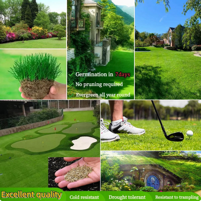 All Seasons Evergreen Grass Seeds (Buy 1 Get 1 Free)
