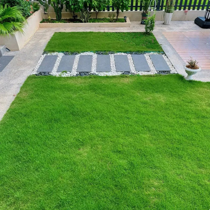 All Seasons Evergreen Grass Seeds (Buy 1 Get 1 Free)