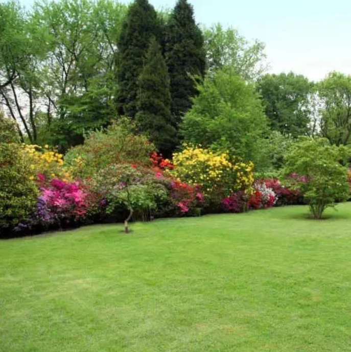 All Seasons Evergreen Grass Seeds (Buy 1 Get 1 Free)
