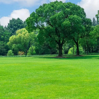 All Seasons Evergreen Grass Seeds (Buy 1 Get 1 Free)