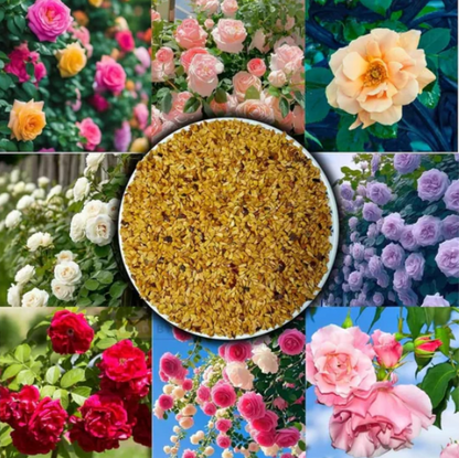 Climbing Rose Seeds 🌹60+ Multicolour seeds 🌹