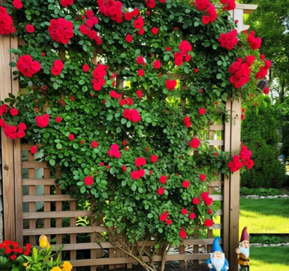 Climbing Rose Seeds 🌹60+ Multicolour seeds 🌹