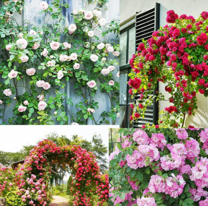 Climbing Rose Seeds 🌹60+ Multicolour seeds 🌹