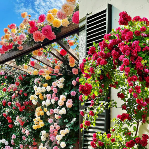 Climbing Rose Seeds 🌹60+ Multicolour seeds 🌹