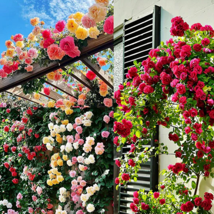 Climbing Rose Seeds 🌹60+ Multicolour seeds 🌹