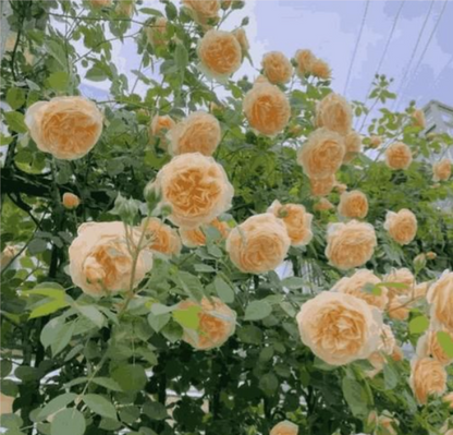Climbing Rose Seeds 🌹60+ Multicolour seeds 🌹