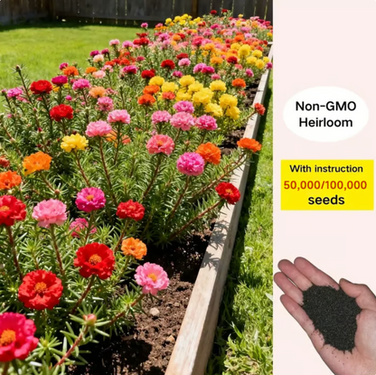 💫🌸BUY 1 GET 1 FREE | Moss Rose🌿Perennial Flower Seeds With Free-Plant Growth Supplement