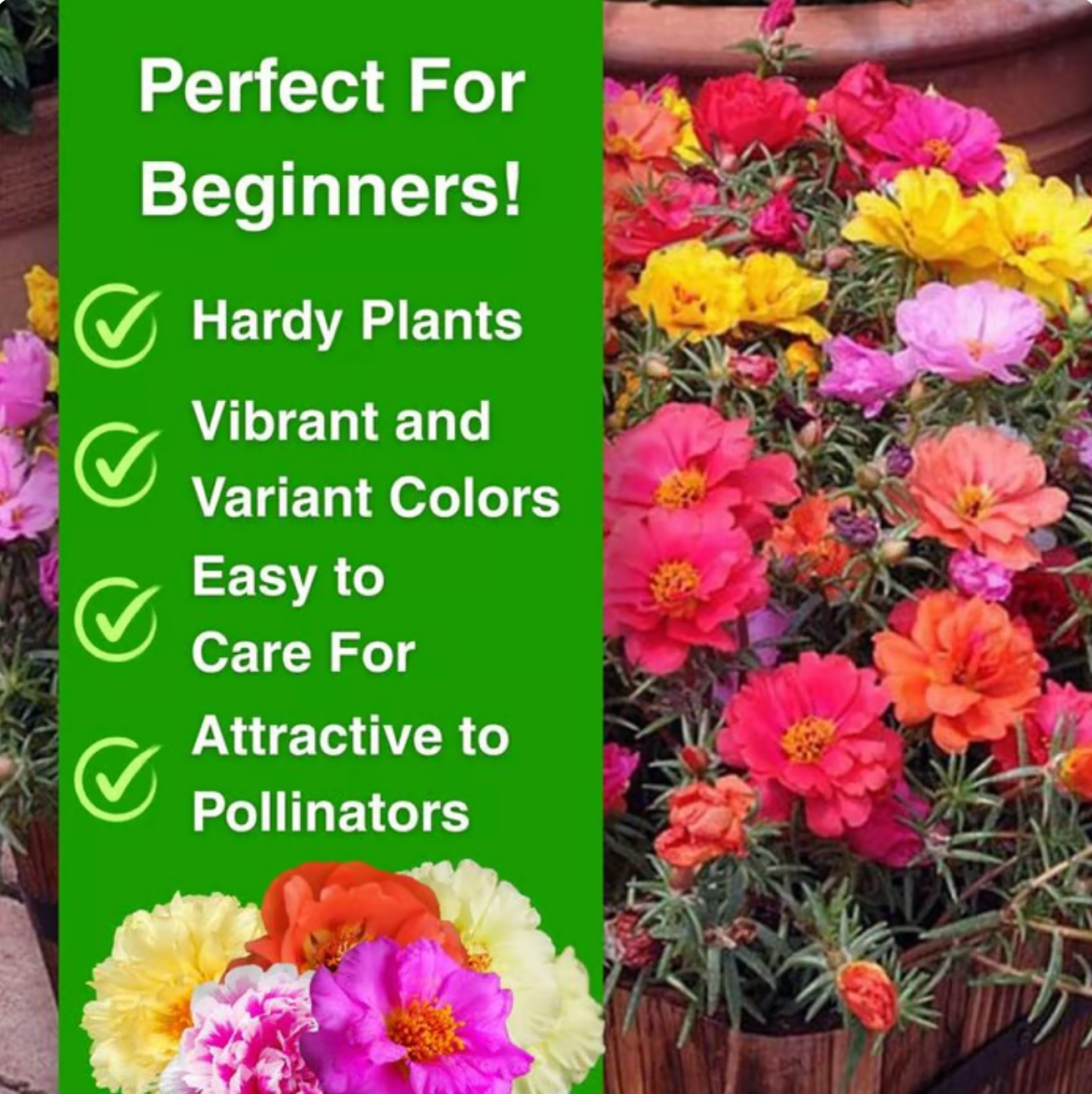 💫🌸BUY 1 GET 1 FREE | Moss Rose🌿Perennial Flower Seeds With Free-Plant Growth Supplement