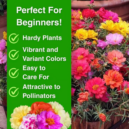 💫🌸BUY 1 GET 1 FREE | Moss Rose🌿Perennial Flower Seeds With Free-Plant Growth Supplement